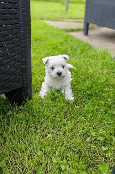 Westie terijer tenci